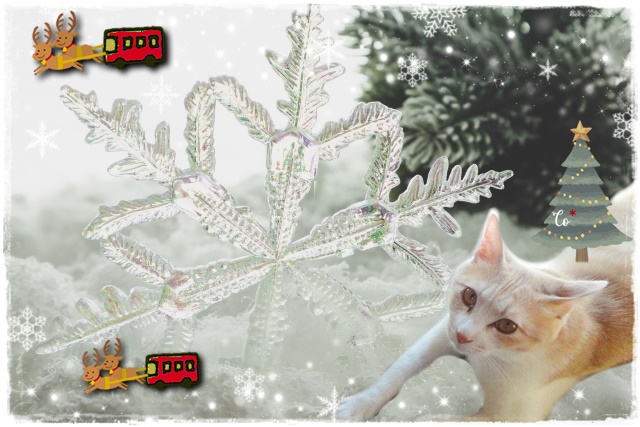 f:id:nyan-chuke:20201230200754j:plain