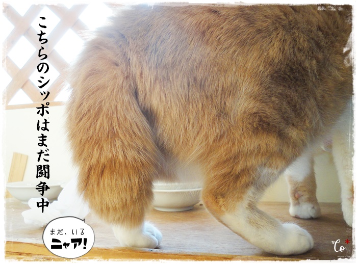f:id:nyan-chuke:20210109020449j:plain