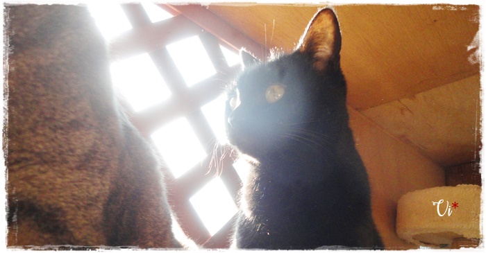 f:id:nyan-chuke:20210110153803j:plain