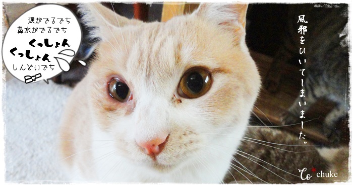 f:id:nyan-chuke:20210319002722j:plain