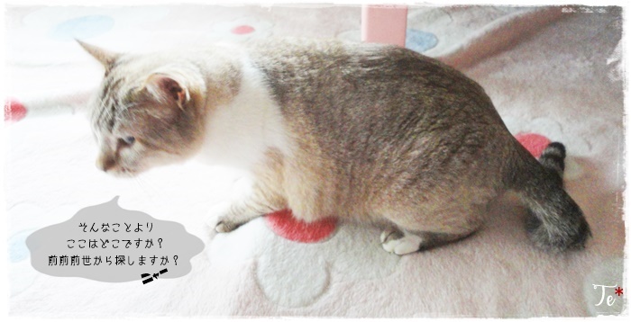 f:id:nyan-chuke:20210421135339j:plain