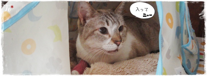 f:id:nyan-chuke:20210421135447j:plain