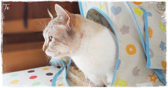 f:id:nyan-chuke:20210421140308j:plain