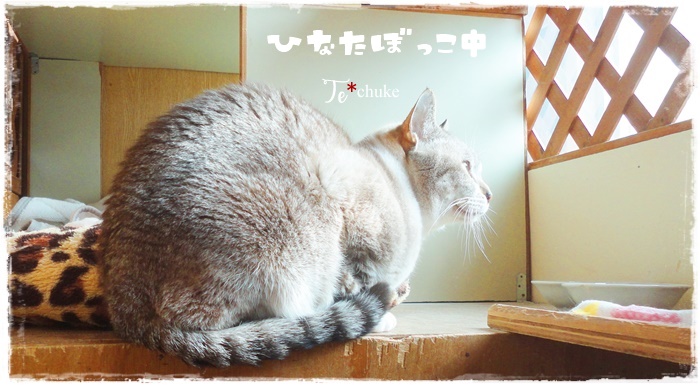 f:id:nyan-chuke:20211113170845j:plain