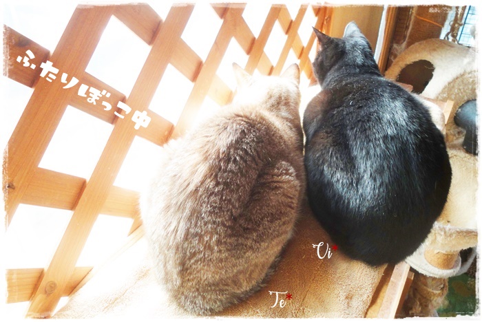 f:id:nyan-chuke:20211113201051j:plain