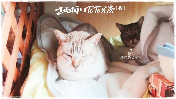 f:id:nyan-chuke:20211113212037j:plain