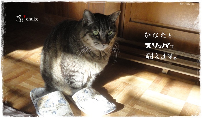f:id:nyan-chuke:20211113215359j:plain