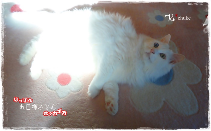 f:id:nyan-chuke:20211113215747j:plain