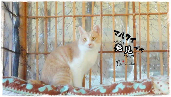 f:id:nyan-chuke:20211114214657j:plain