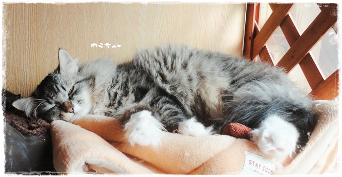 f:id:nyan-chuke:20220206212937j:plain