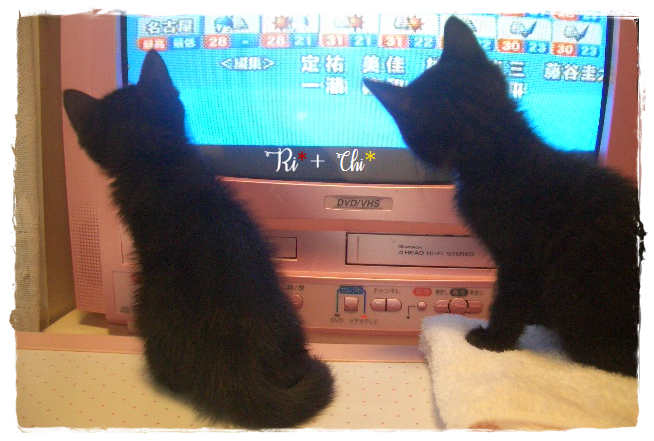 ねこ森町】見上げれば、そこにハロウィン - にゃんころころ猫だまり