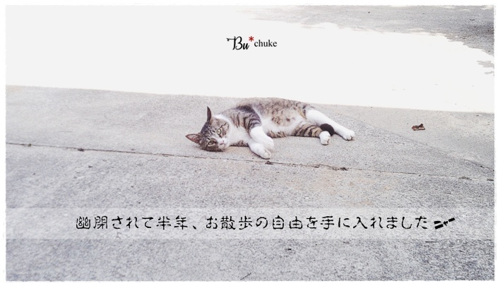 ねこ森町】毎日がねこ森博にゃ - にゃんころころ猫だまり