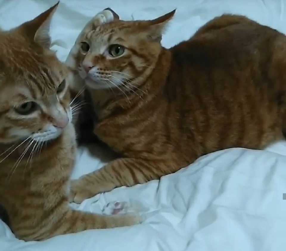 癒やし】猫の兄弟喧嘩 - 猫飼い独女の節約u0026投資