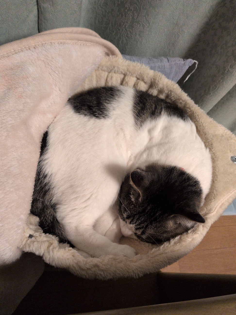 f:id:nyan96213:20260222194320j:image