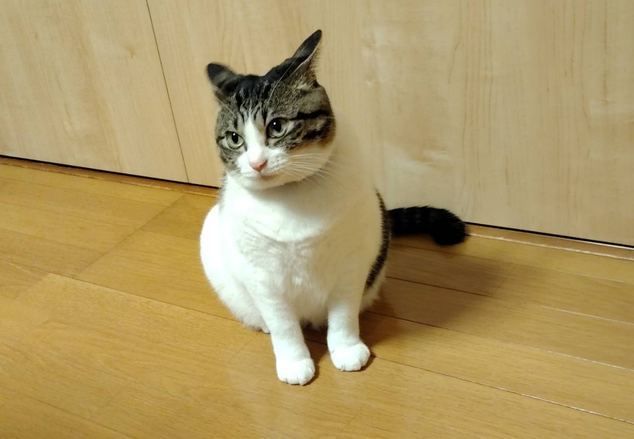 f:id:nyan96213:20260401105747j:image