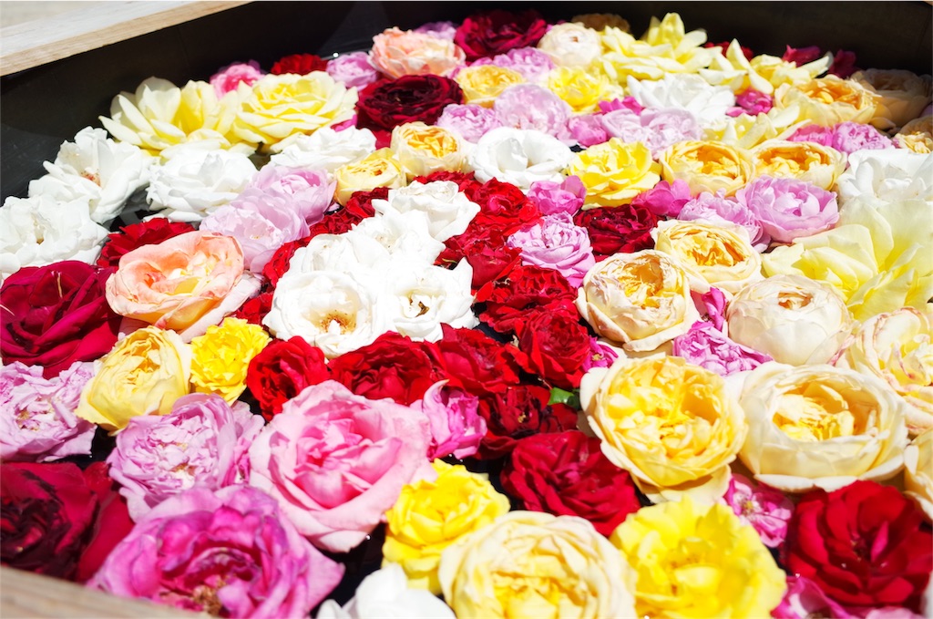 f:id:nyanco15:20171215220610j:plain f:id:nyanco15:20171215220610j:plain