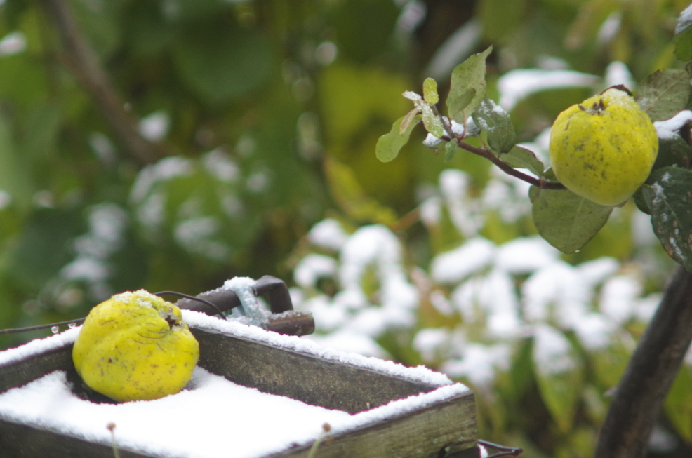 f:id:nyancotan:20161101123242j:plain