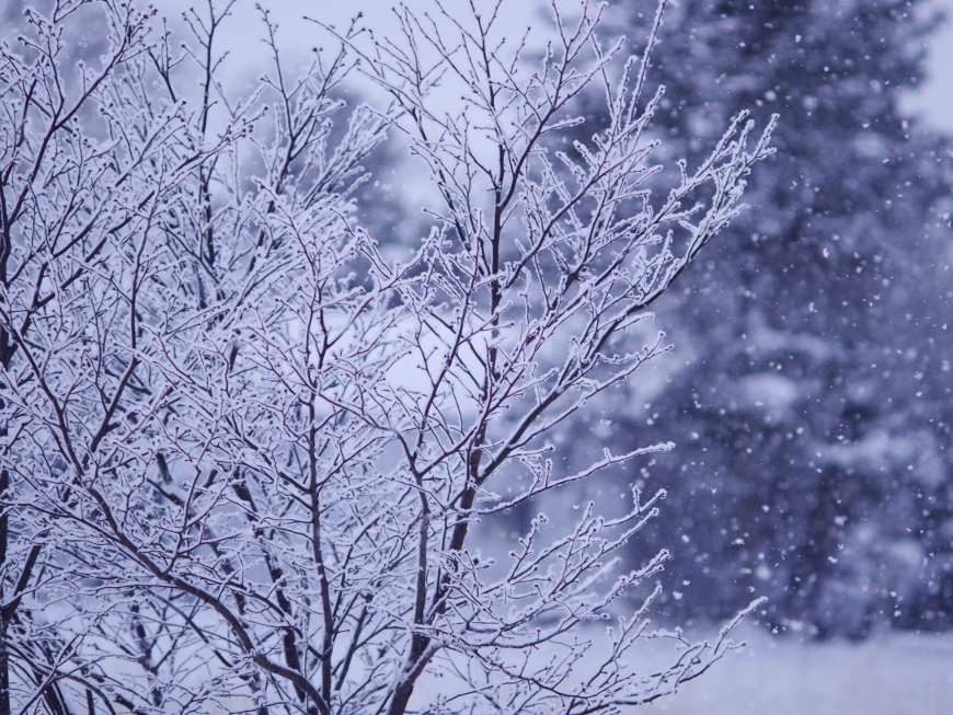 f:id:nyancotan:20161212102420j:plain f:id:nyancotan:20161212102420j:plain