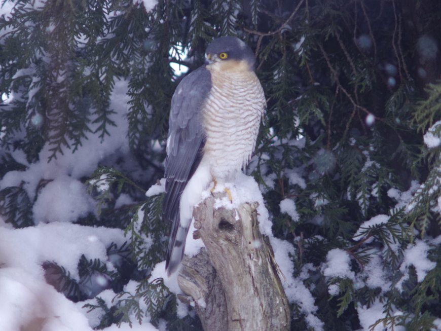 f:id:nyancotan:20161217130423j:plain