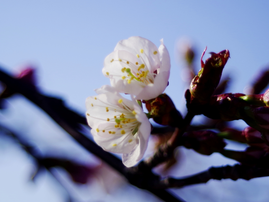 f:id:nyancotan:20180430062353j:plain