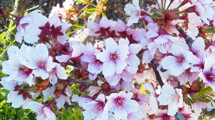 f:id:nyancotan:20180507172800j:plain