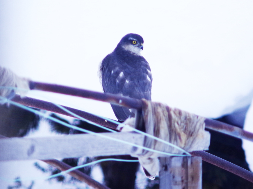 f:id:nyancotan:20190217075912j:plain