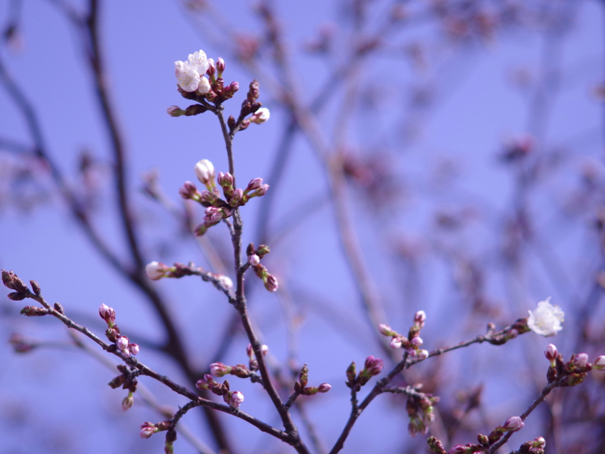 f:id:nyancotan:20190430080557j:plain