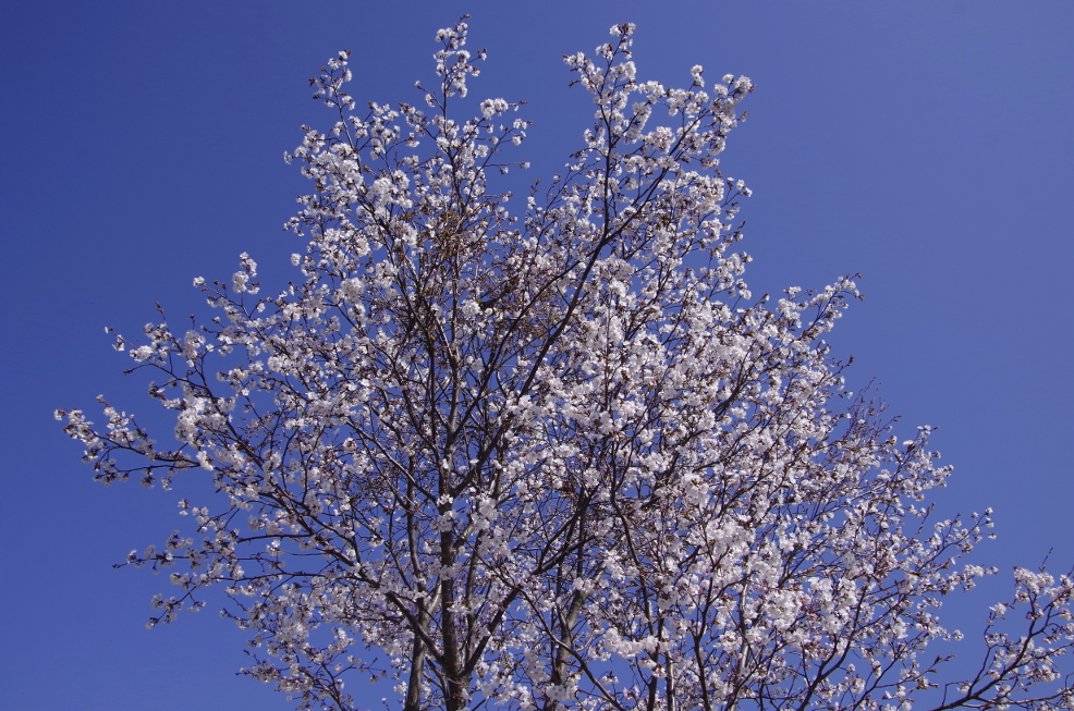 f:id:nyancotan:20190504080312j:plain