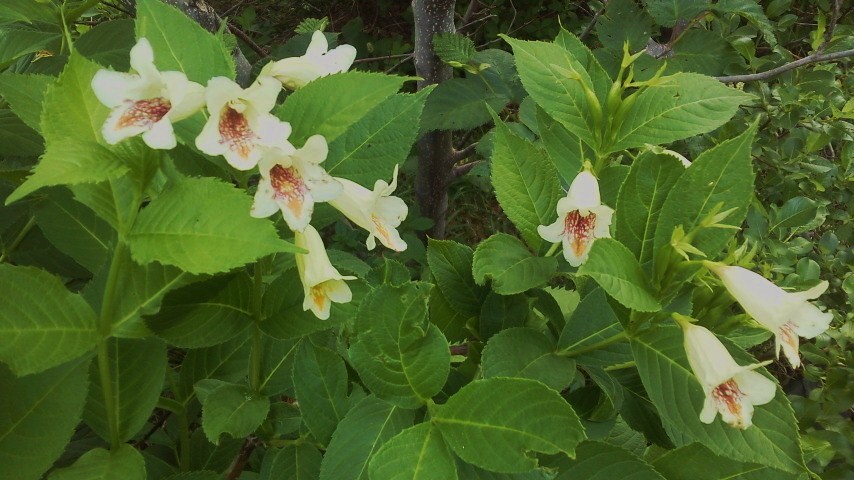 f:id:nyancotan:20190612094701j:plain