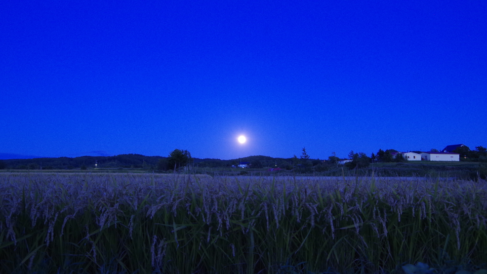 f:id:nyancotan:20190913181740j:plain
