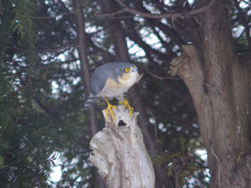 f:id:nyancotan:20191230133142j:plain f:id:nyancotan:20191230133142j:plain