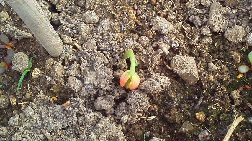 f:id:nyancotan:20200611062600j:plain