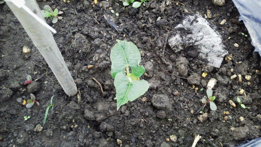 f:id:nyancotan:20200611172700j:plain