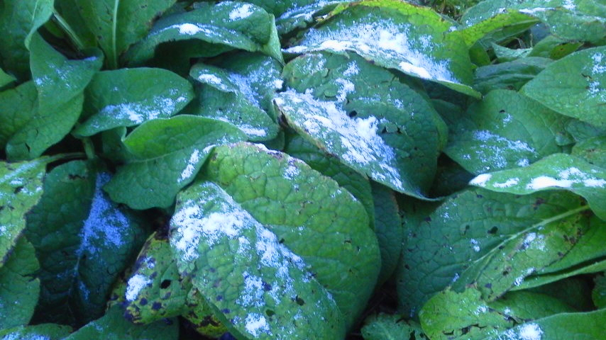 f:id:nyancotan:20201104061900j:plain