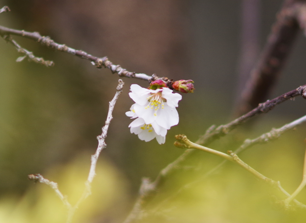 f:id:nyancotan:20210501092426j:plain