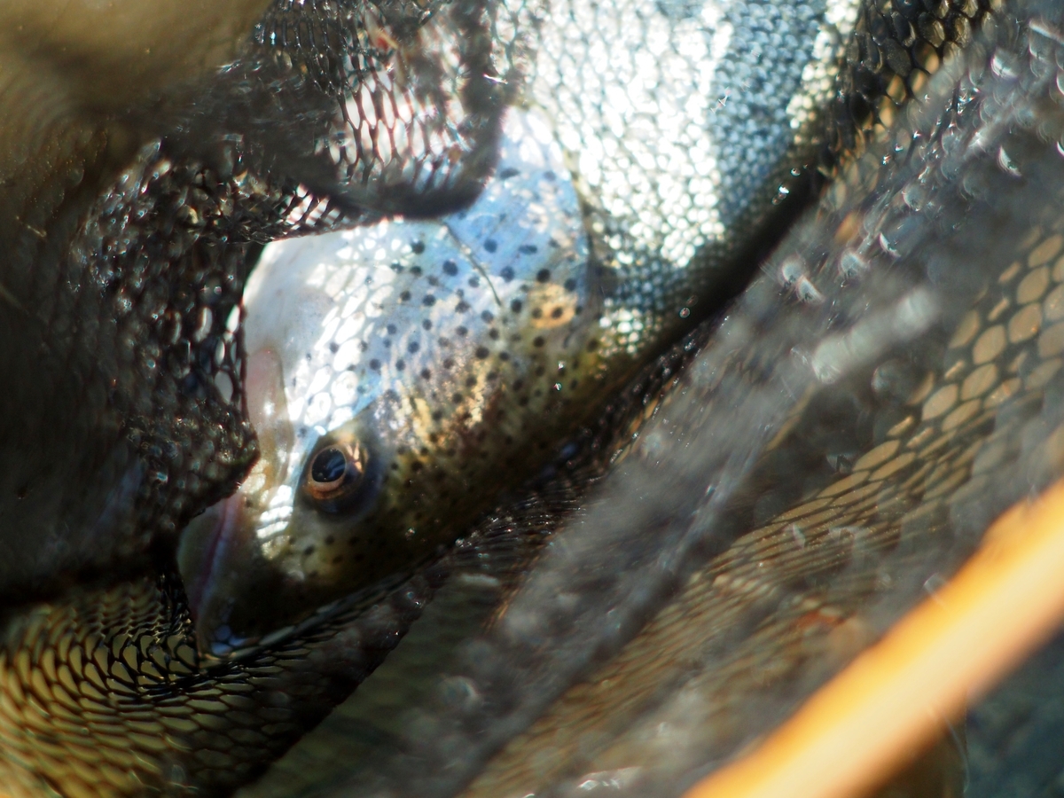 ワカサギがルアーで釣れる季節 釣りにゃんだろう ワカサギがルアーで釣れる季節 釣りにゃんだろう