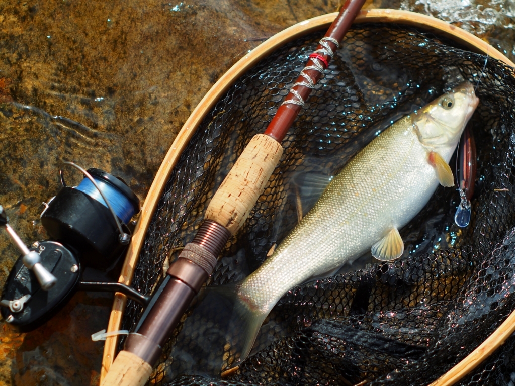 ★★MICHELL スピニングリール　本体のみ 300 Amazon | Mitchell 釣り用スピニングリール 300 - 180yd/12lbs