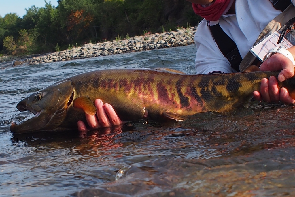 北海道トラウトフィッシングツアー 2018』⑩ 忠類川 カラフトマス 実釣