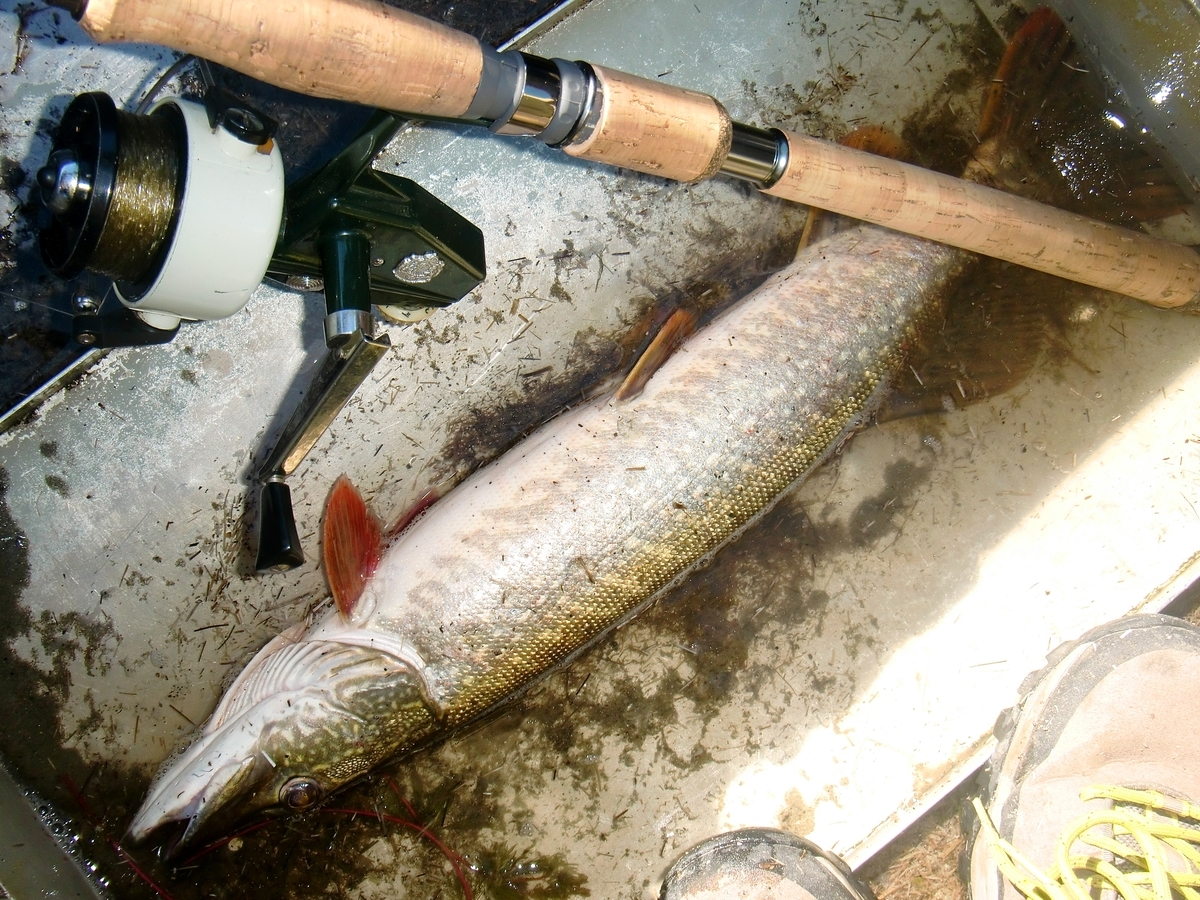 魚は なぜルアーで釣れるのか 釣りにゃんだろう 魚は なぜルアーで釣れるのか 釣りにゃんだろう