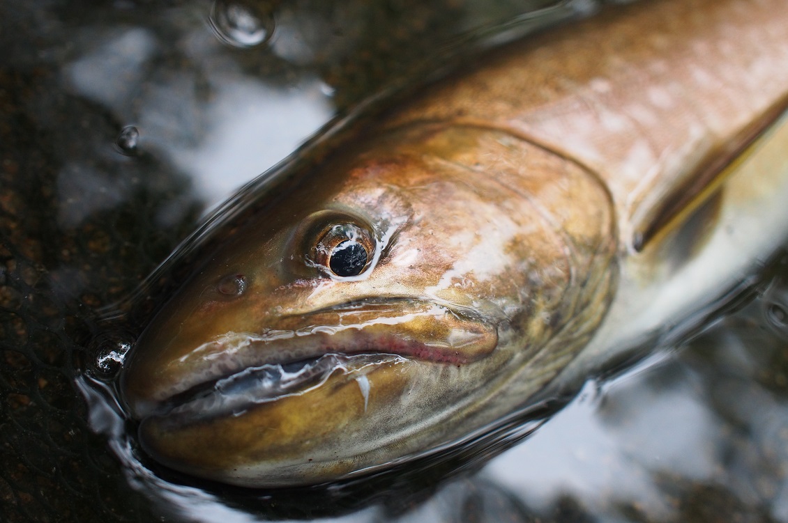 マイクロシンキングミノー ラパラ Cd 1 釣りにゃんだろう