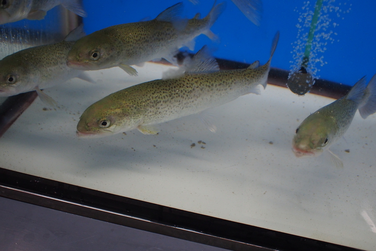 水族館のイトウが変な顔をしているのは何故か 釣りにゃんだろう