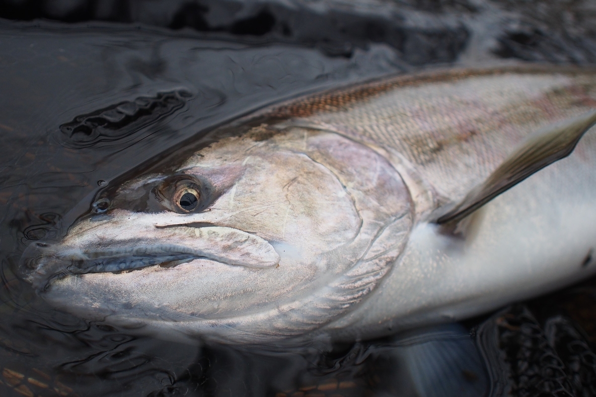 サクラマスを釣るのは 宝くじ並の確率なのか 釣りと釣れる確率のはなし 釣りにゃんだろう サクラマスを釣るのは 宝くじ並の確率なのか 釣りと釣れる確率のはなし 釣りにゃんだろう