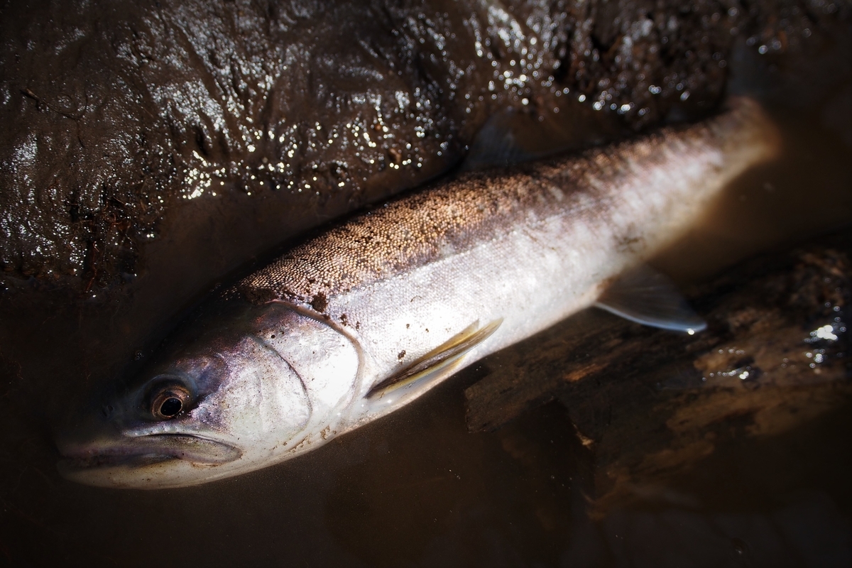 口の壊れたアメマスがよく釣れるということは 魚のリリースに意味はあるということの表れ 釣りにゃんだろう