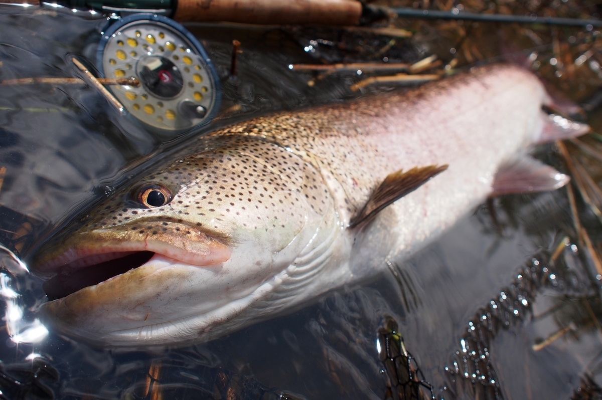 f:id:nyandaro:20201002200132j:plain