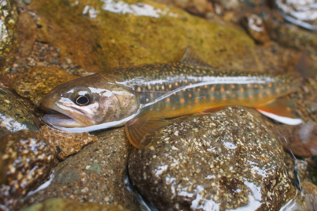 0と1では大違い 魚は一匹でも釣れれば 得られることは多い 釣りにゃんだろう 0と1では大違い 魚は一匹でも釣れれば 得られることは多い 釣りにゃんだろう