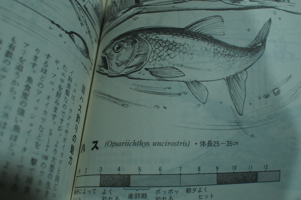 ハスのルアーフィッシング 釣りにゃんだろう ハスのルアーフィッシング 釣りにゃんだろう