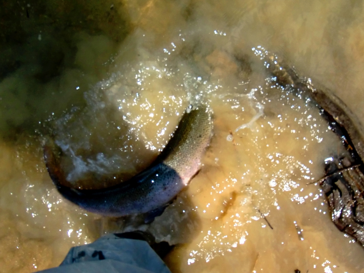 ボイルしている魚は意外と釣れない 釣りにゃんだろう ボイルしている魚は意外と釣れない 釣りにゃんだろう