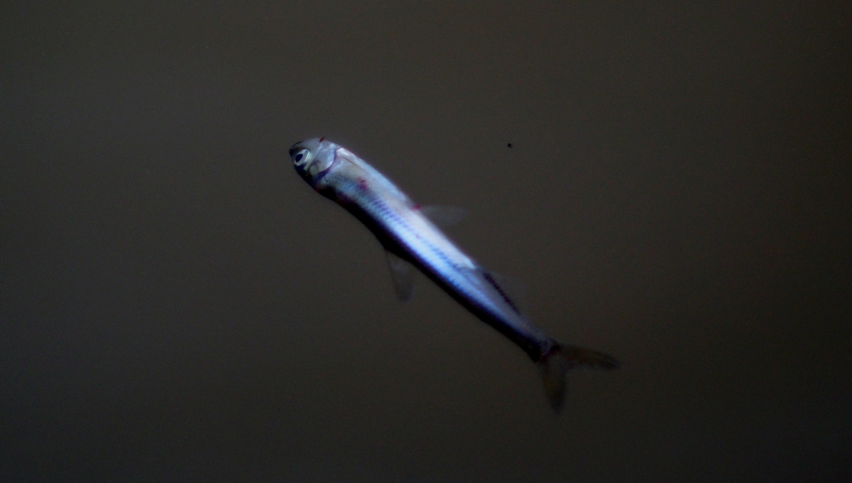 水の汚い湖のワカサギ釣り 釣りにゃんだろう