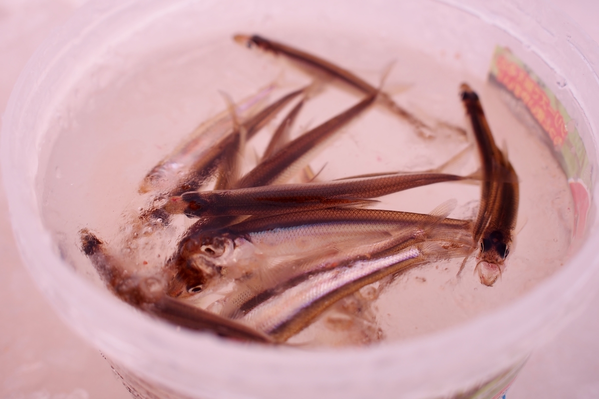 水の汚い湖のワカサギ釣り 釣りにゃんだろう