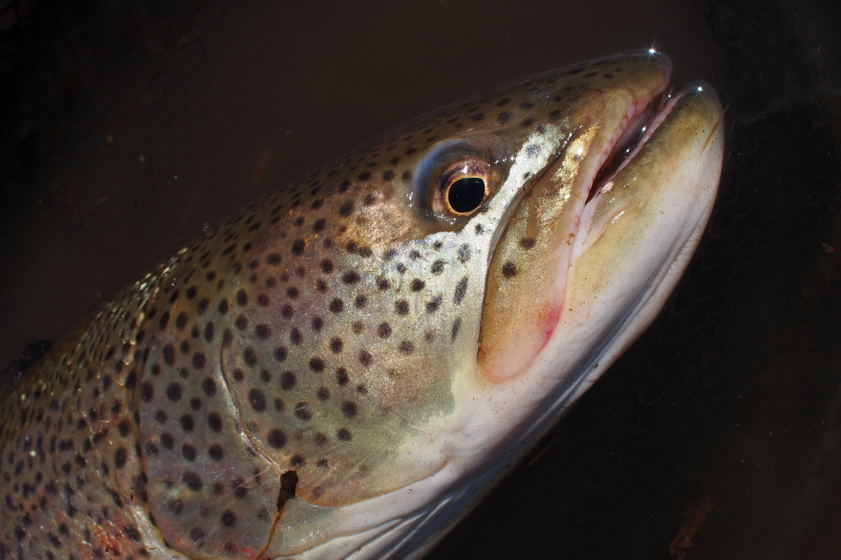 f:id:nyandaro:20211005200100j:plain